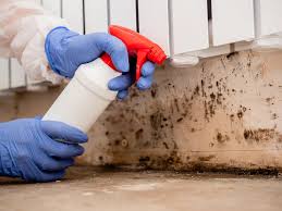 Why You Should Choose Our Mold Remediation Services in Beacon, NY